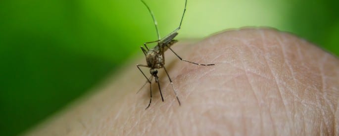 Cara Menghindari Malaria Saat Berlibur Ke Papua